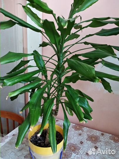 Цветы комнатные