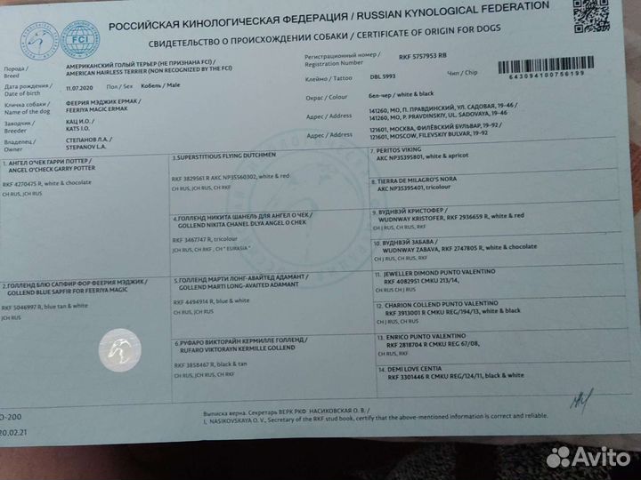 Американский голый терьер - вязка