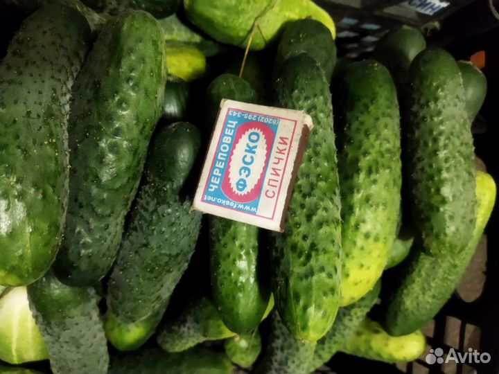 Огурцы свежие домашние