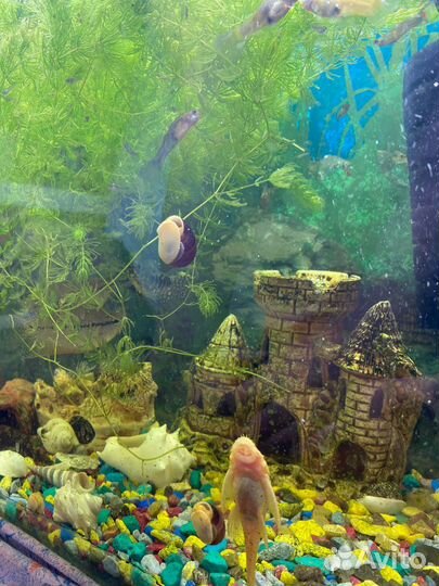 Улитки аквариумные ампулярии