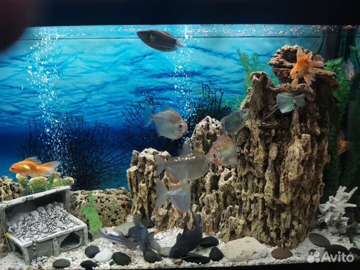 Аквариум 320 л. с тумбой и оборудованием и рыбками