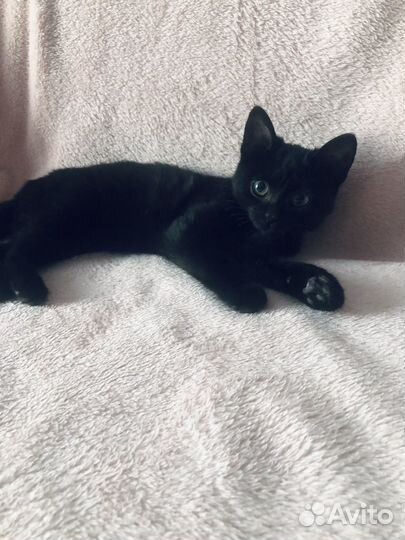 Котенок черный в дар
