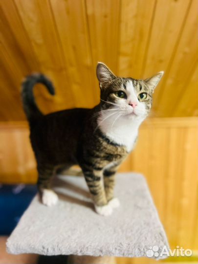 Милая кошечка ищет дом