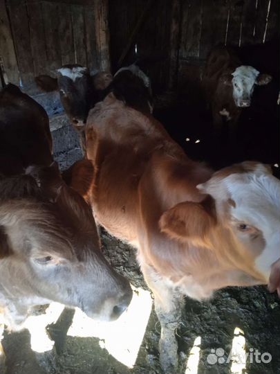 Бычки и быки