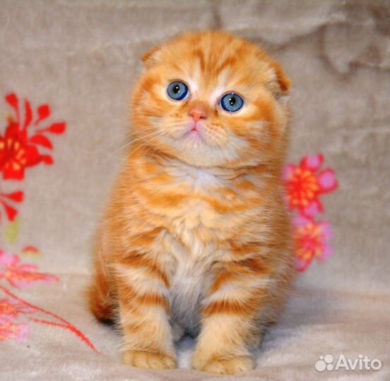 Шотландец красный мрамор котенок