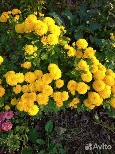 Хризантемы мультифлора