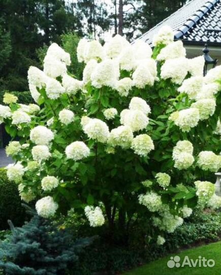 Гортензии 1-2-3 летние