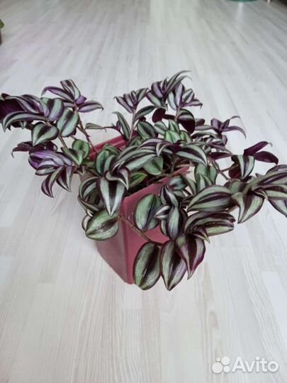 Традесканция зебрина