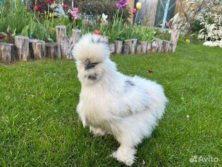 Инкубационное яйцо шелковых китайских курочек