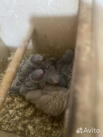 Волнистый попугай и клетки