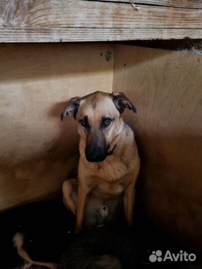 Молодой песик грустит в приюте