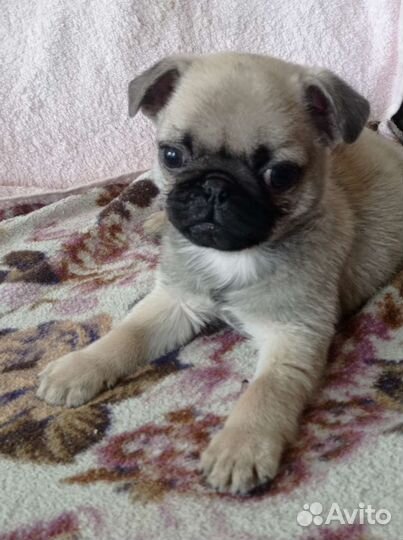 Щенки мопса