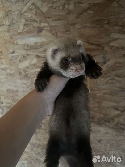 Щенки хорька