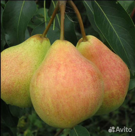 Груши Памяти Яковлева, Чижовская, вишни, черешни