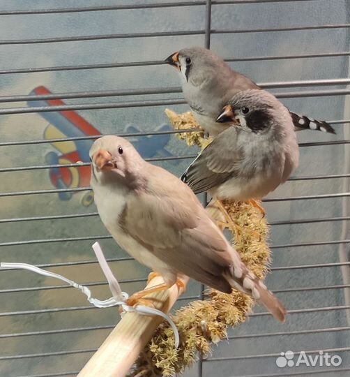 Зебровые амадины