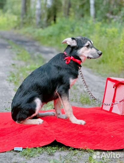 В добрые руки щенок