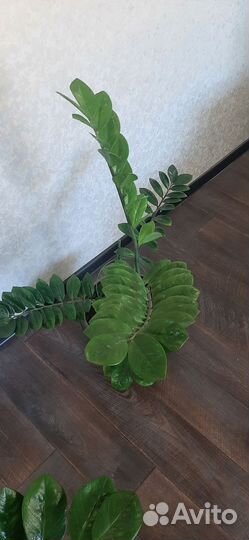 Замиокулькас / Долларовое дерево