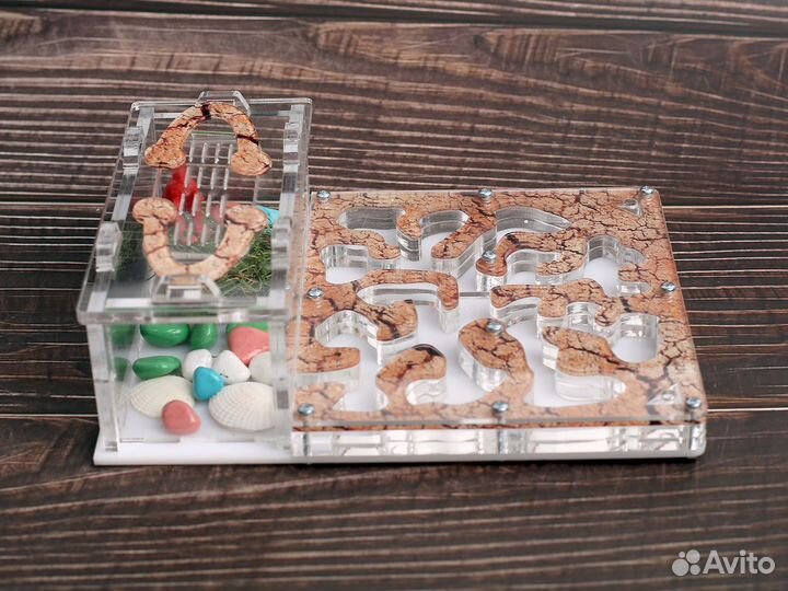 Муравьиная ферма с муравьями в Чита