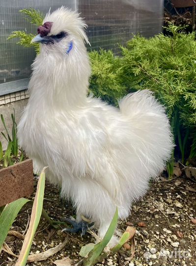 Китайские шелковые куры