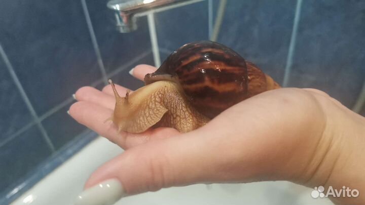 Улитки ахатины