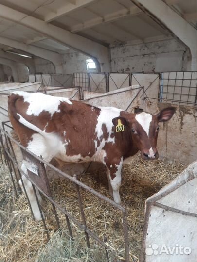 Т Сименталы