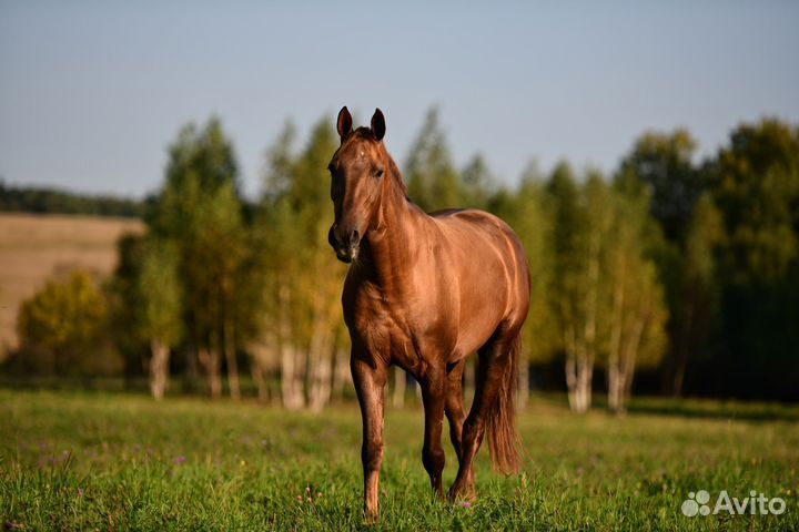 Лошадь на продажу