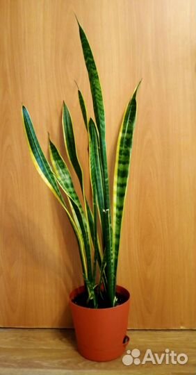 Сансевиерия Лауренти