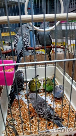 Попугаи Волнистые