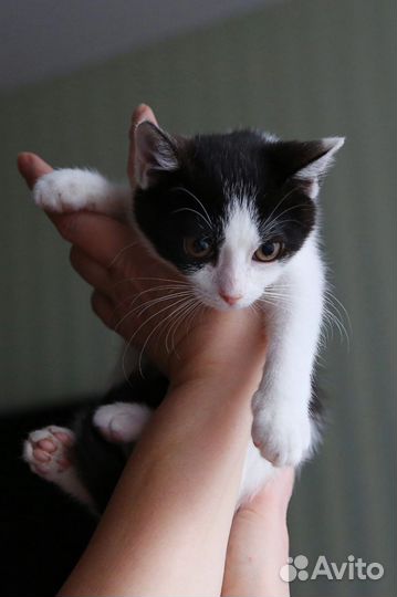 Малышка 2,5 месяца ищет, маму