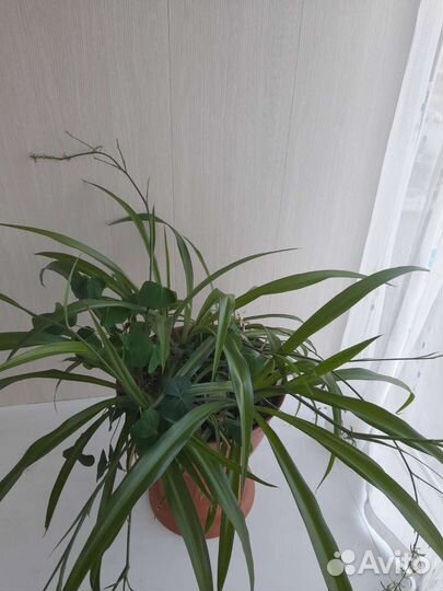 Хлорофитум