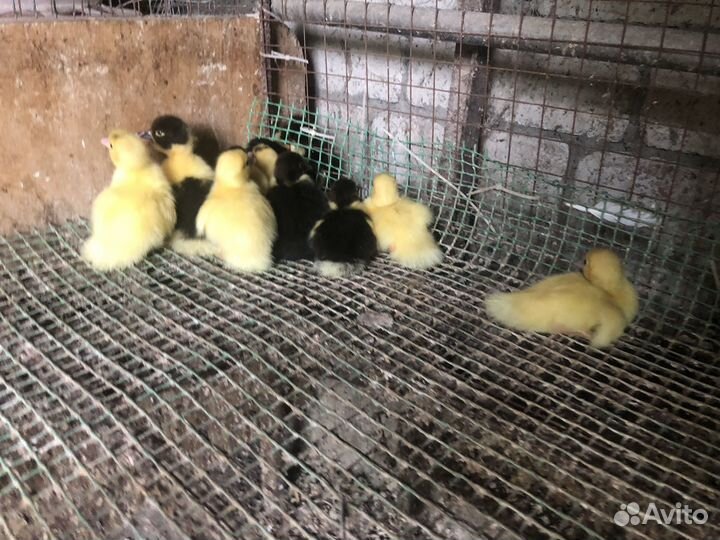 Индоутята суточные