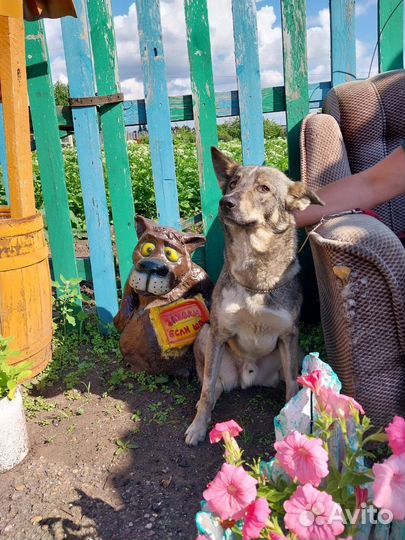 Лютик продолжает ждать семью