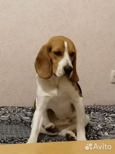 Бигль вязка