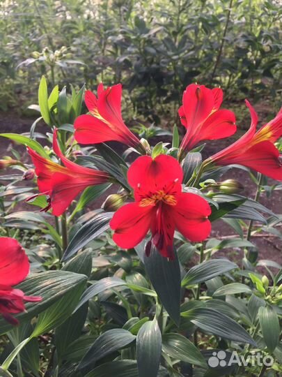 Продаю саженцы альстромерии