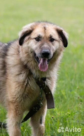 Метис кавказской овчарки Куршан в добрые руки