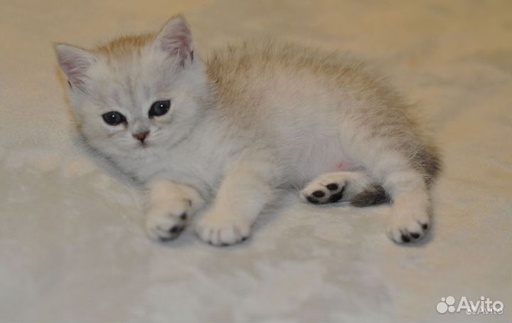 Британские котята