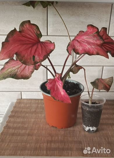 Каладиум фламинго