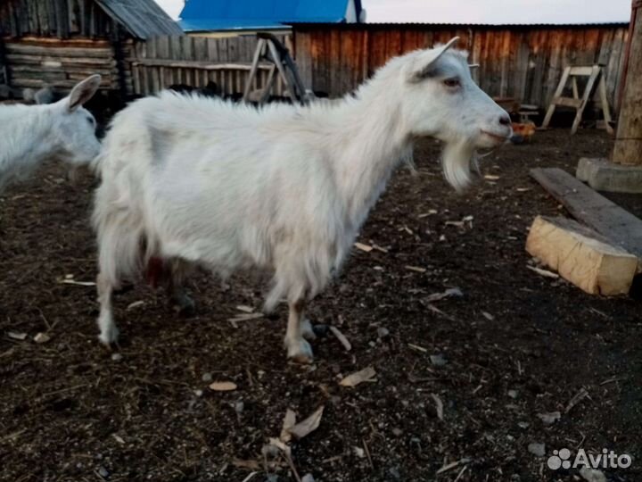 Коза дойная