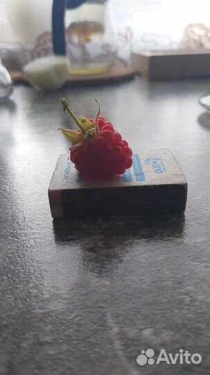 Малина крупная ремонтантная,сортовая