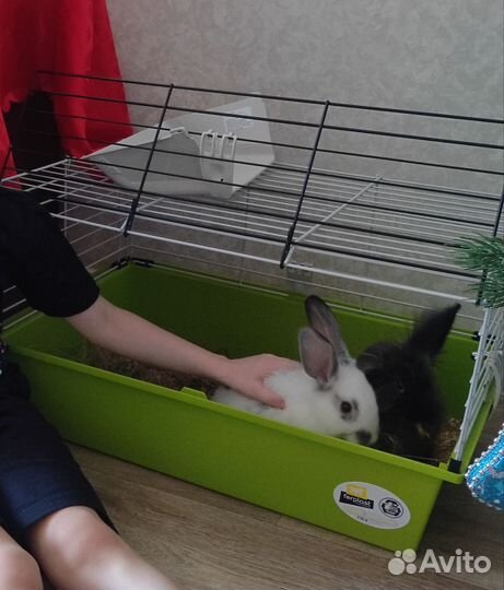 Кролики декоративные, девочки