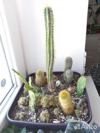 Большой вазон с разными кактусами