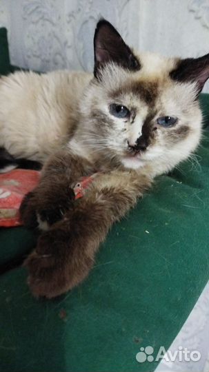 Тайская красотка в добрые руки