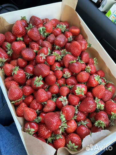 Клубника азия саженцы рассада