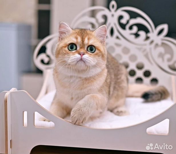 Золотой британец