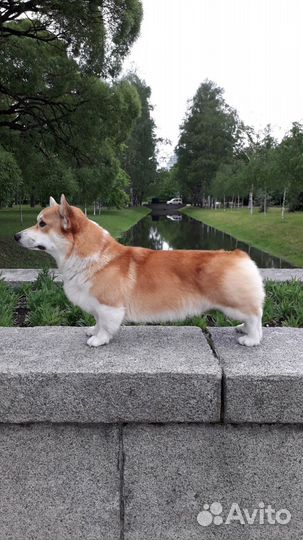 Вязка вельш корги пемброк