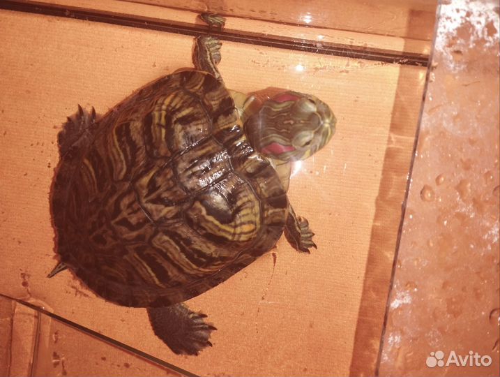 Красноухая черепаха