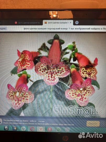 Колерии сортовые