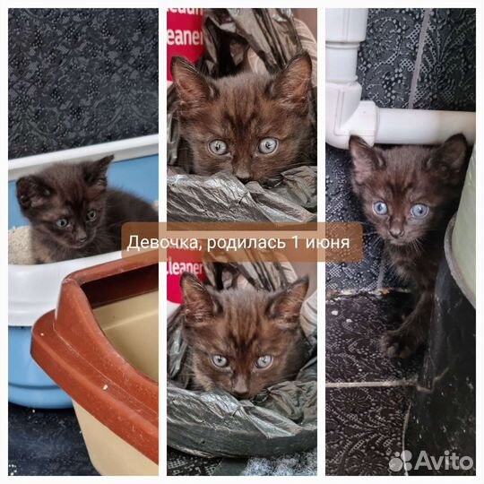 Котята в добрые руки