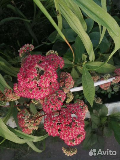 Очитки (седумы)