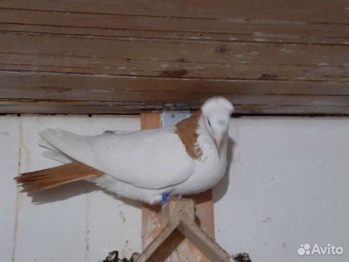 Продажа бакинских и турецких голубей
